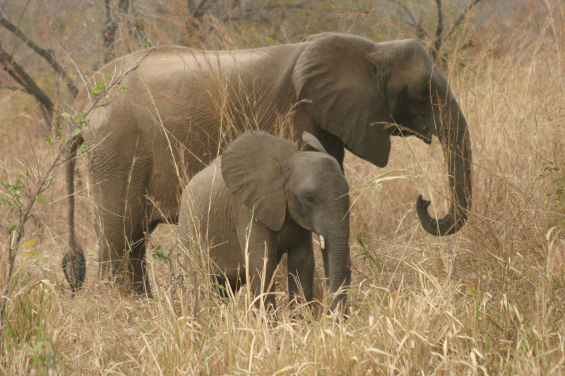 Éléphant femelle avec son éléphanteau, réserve Selous Game (Tanzanie)