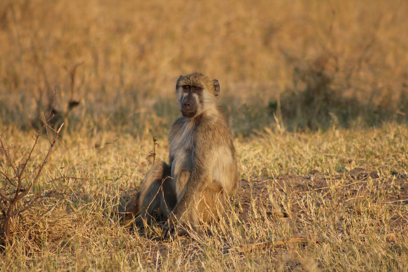 Jeune babouin mâle, parc national Hwange (Zimbabwe) © ae