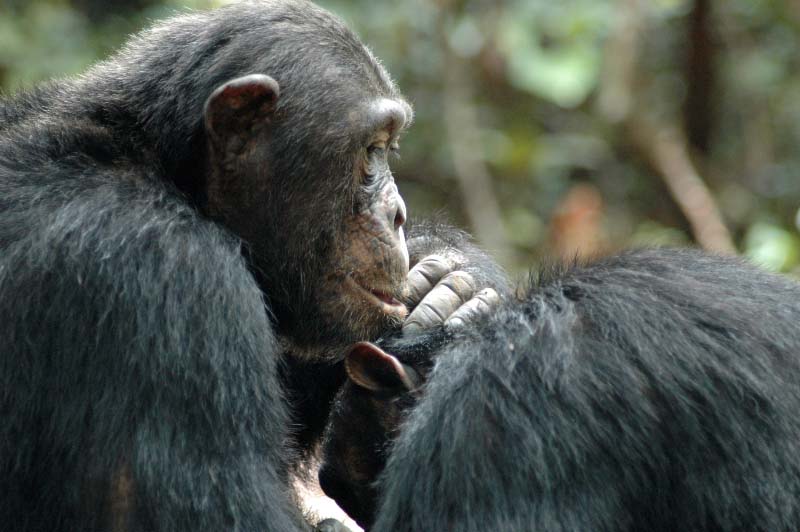 Chimpanzés adultes qui s'épouillent, montagnes Mahale (Tanzanie)