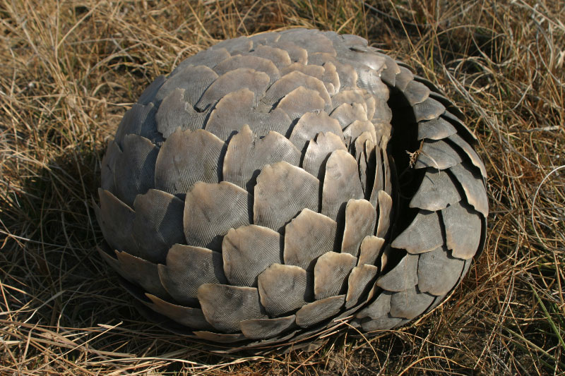 Pangolin roulé en boule, plaines Busanga, parc national Kafue (Zambie) © ae
