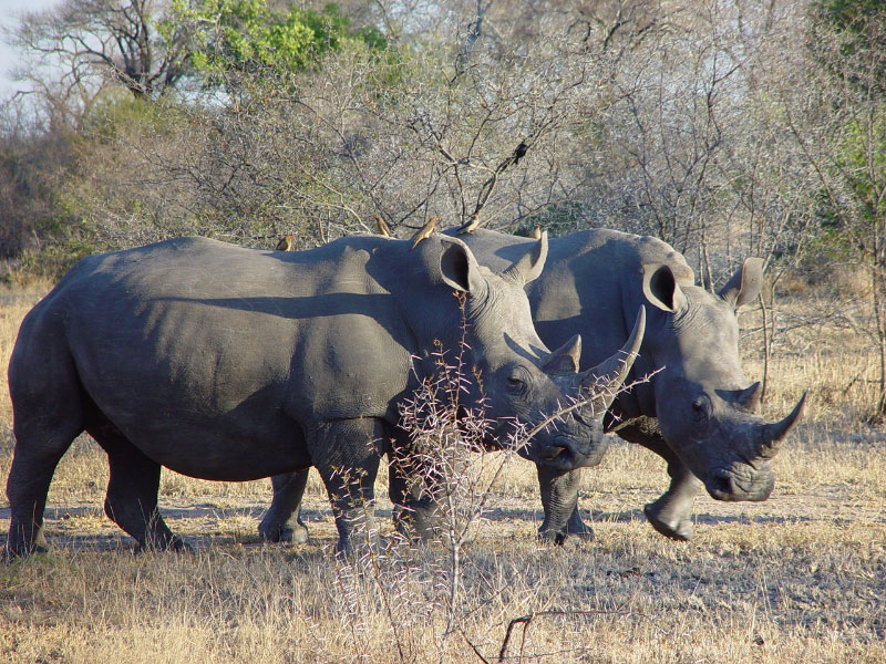 Rhinocéros blancs entourés de pique-bœufs à bec rouge, parc national Kruger (Afrique du Sud) © ae