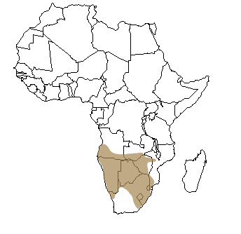 Répartition géographique de la hyène brune