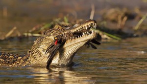 Crocodile alt