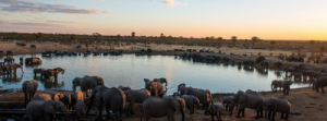 Elephants à Masuma - Hwange National Park Zimbabwe