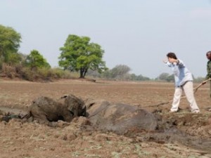 Sauvetage d'un bébé elephant en Zambie