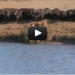 video bataille au Parc Kruger en Afrique du Sud