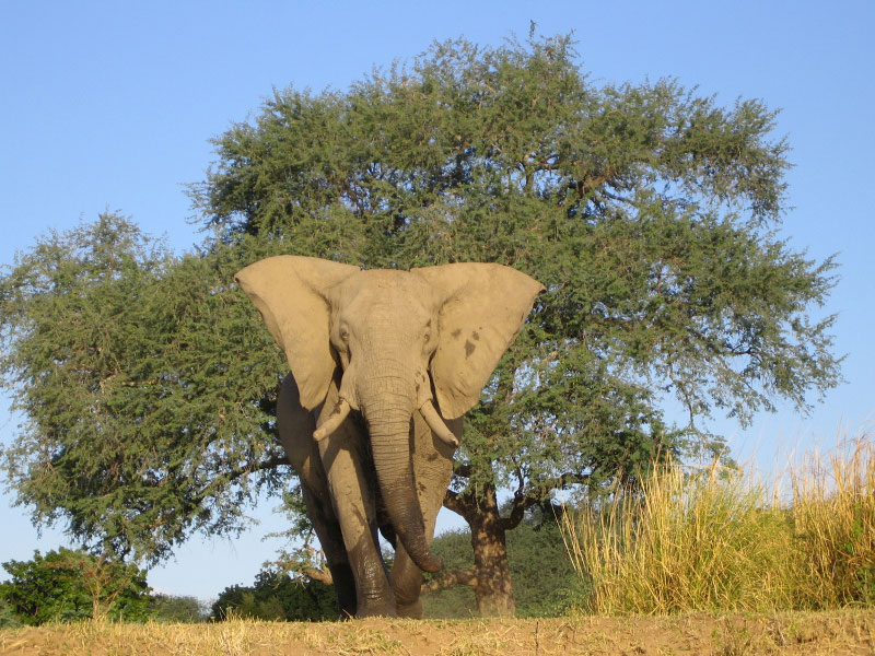 Éléphant d'Afrique mâle, fleuve Zambezi (Zimbabwe)