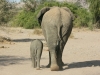 Éléphante et son éléphanteau, parc national Chobe (Botswana)