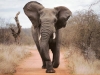 Charge simulée par un éléphant, parc national Chobe (Botswana)
