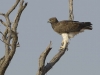 aigle-martial-aigle-martial-Okavango-Delta-Botswana-Photo-A-Et-M-Allemande