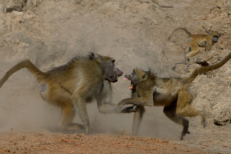 Combat entre babouins mâles, parc national Hwange (Zimbabwe) © A. et M. Allemand