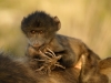 Jeune babouin Chacma tenant des racines (Afrique du Sud)