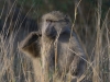 Jeune babouin qui se gratte, parc national Kruger (Afrique du Sud) © A. et M. Allemand