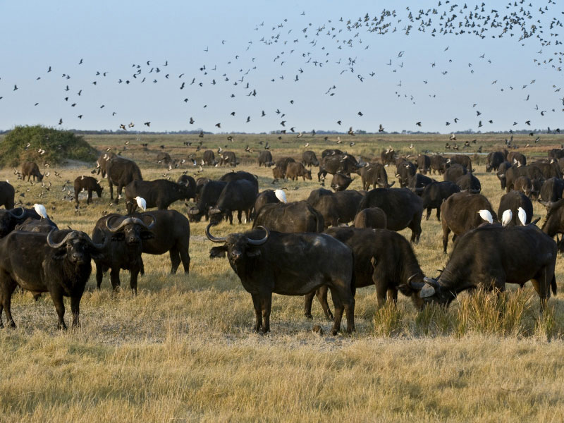 Un troupeau de buffles, delta de l'Okavango (Botswana) © M. Meyer