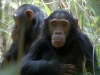 Chimpanzés, montagnes Mahale (Tanzanie)
