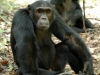 Jeune chimpanzé mâle qui se repose, montagnes Mahale (Tanzanie)