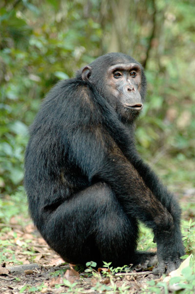 Jeune chimpanzé mâle, montagnes Mahale (Tanzanie)