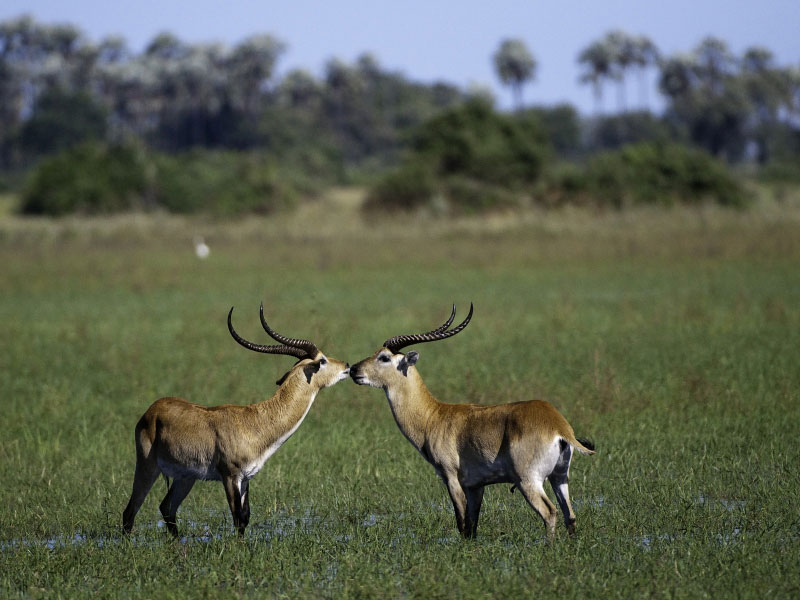 Cobe De Lechwe Guide Safari Photo Cobe De Lechwe makila fr Cobe De Lechwe Guide Safari Photo Cobe De Lechwe makila fr
