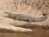 crocodile6