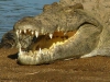 crocodile7