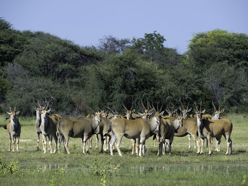 Troupeau d'élands, parc national Hwange (Zimbabwe) © Dana Allen