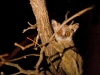 galago-tronc-arbre