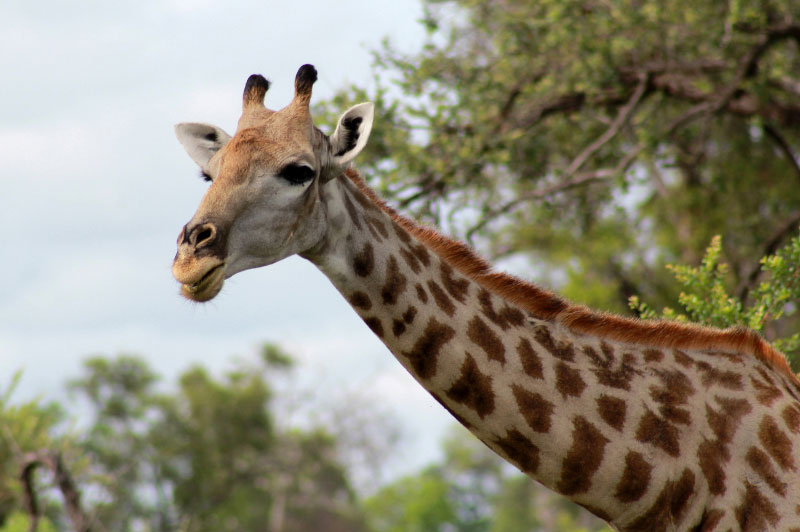 Girafe femelle, parc national Hwange (Zimbabwe)