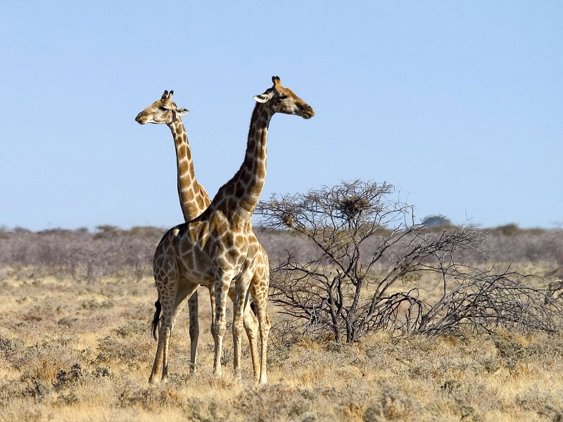 Girafes dans la réserve d'Ongava, parc national d'Etosha (Namibie)