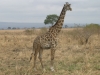 Girafe femelle dans la réserve Selous Game (Tanzanie) © ae