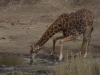 Girafe accroupie pour boire,  parc national Kruger (Afrique du Sud) © A. et M. Allemand