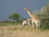 Girafes de Thornicroft, parc national Luangwa (Zambie) © ae