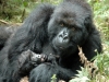 Gorille femelle et son bébé, parc national Bwindi (Ouganda)