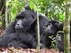 Un gorille et son petit (Ouganda)