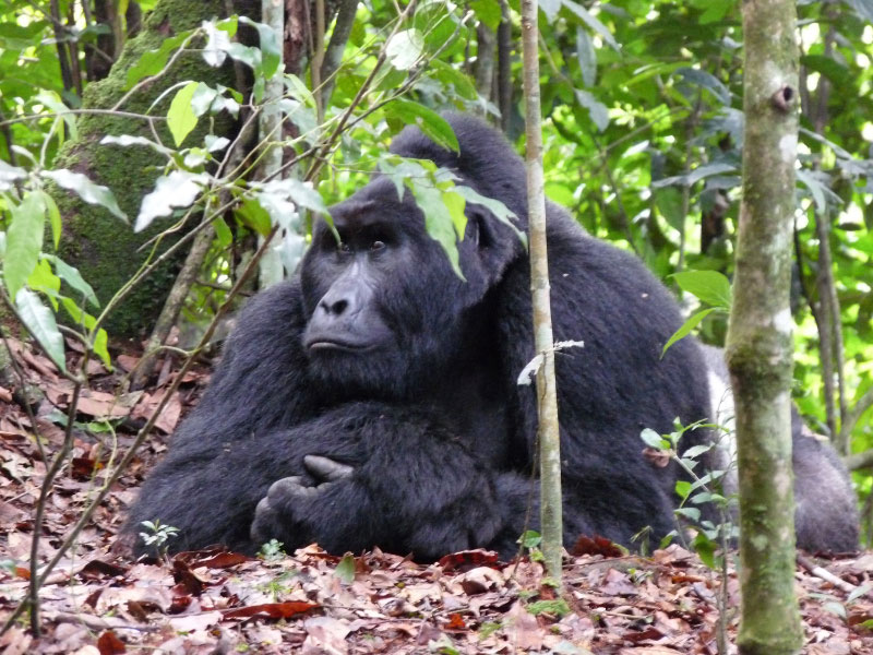 Gorille (Ouganda)