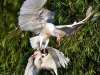 cattle-egrets-embouteillage-atterrissage