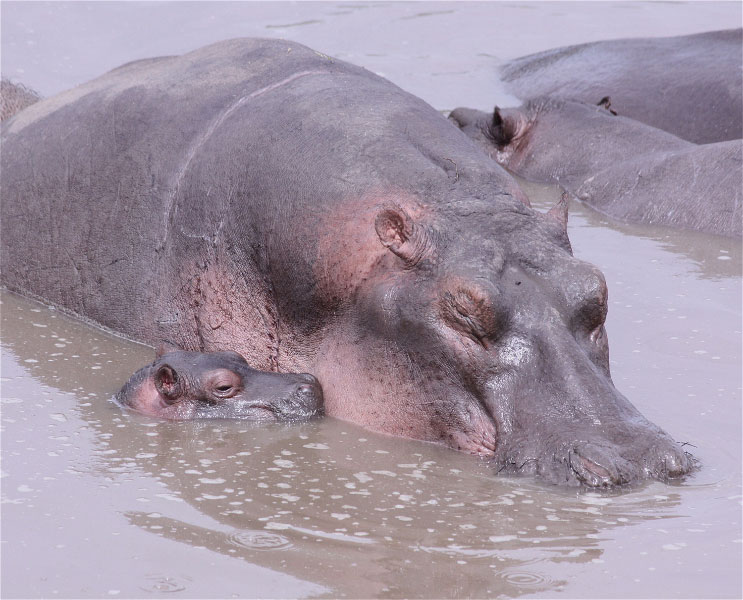 Hippopotame femelle et son petit, fleuve Grumeti, parc Serengeti (Tanzanie)