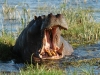 Hippopotame bâillant, delta de l'Okavango (Botswana)