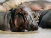 Hippopotame dans le fleuve Zambèze, parc national Mana Pools (Zimbabwe)