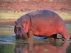 Hippopotame hors de l\'eau, parc national Lower Zambezi (Zambie)