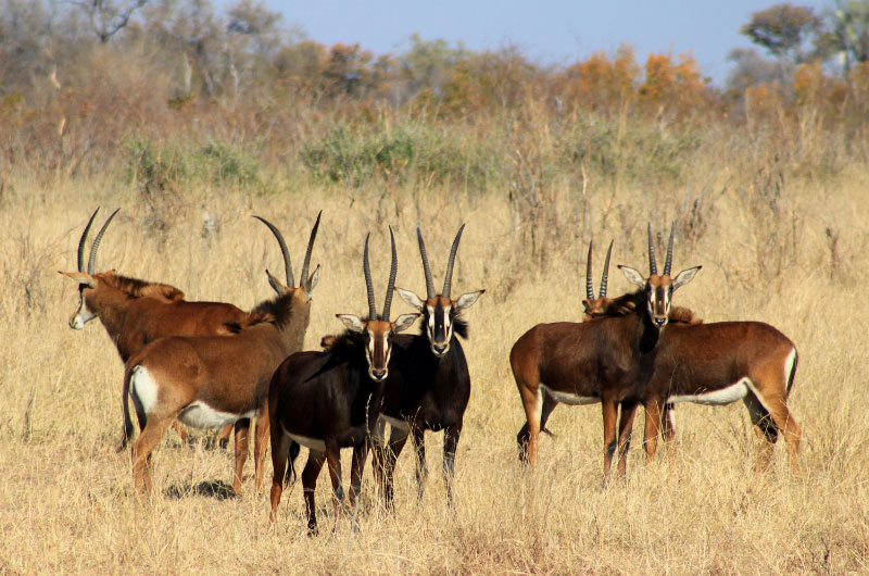 Hippotragues noirs femelles avec leurs petits, parc national Hwange (Zimbabwe)