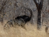 Hippotrague noir mâle, parc national Hwange (Zimbabwe) © A. et M. Allemand