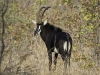 Vieil hippotrague noir mâle près de Mvuu, parc national Liwonde (Malawi) © Dana Allen