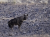 Hyène brune, Sossusvlei (Namibie) © Dana Allen