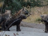 hyene tachetee cubs den kruger national park south africa