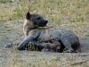 hyene tachetee cubs sucklingmother kruger national park south africa