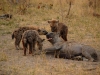 hyene tachetee cubs with mother kruger national park south africa