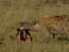 hyene tachetee in kruger national park south africa