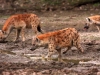 Hyènes tachetées, fleuve Luangwa (Zambie)