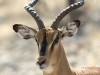 Impala à face noire, Ongava, parc national Etosha (Namibie) © Dana Allen
