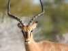 Impala à face noire, parc national Etosha (Namibie)